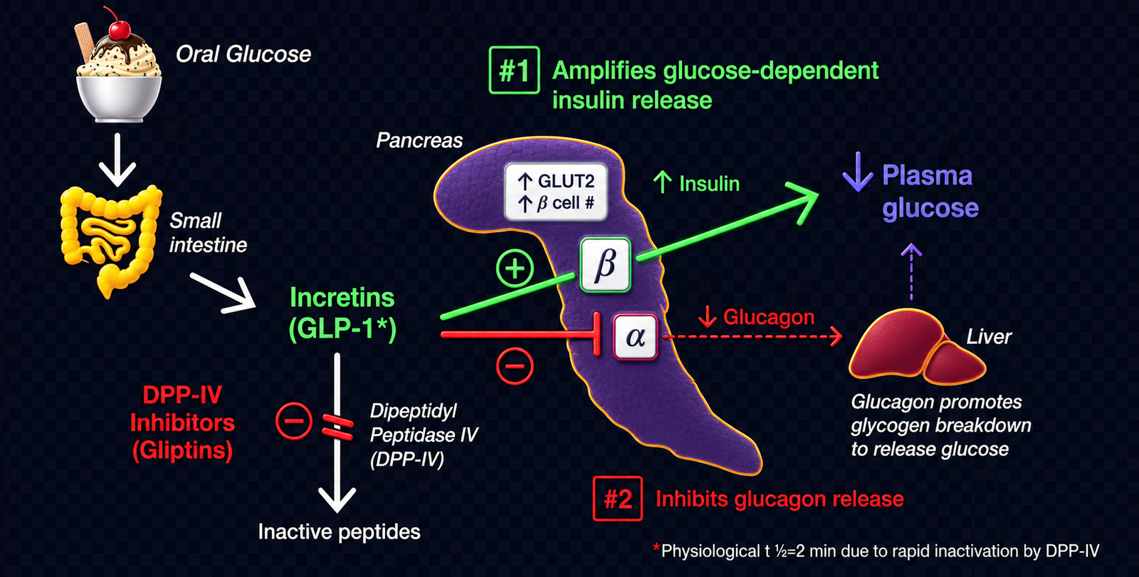 GLP-1 incretin mechanism showing insulin and glucagon effects